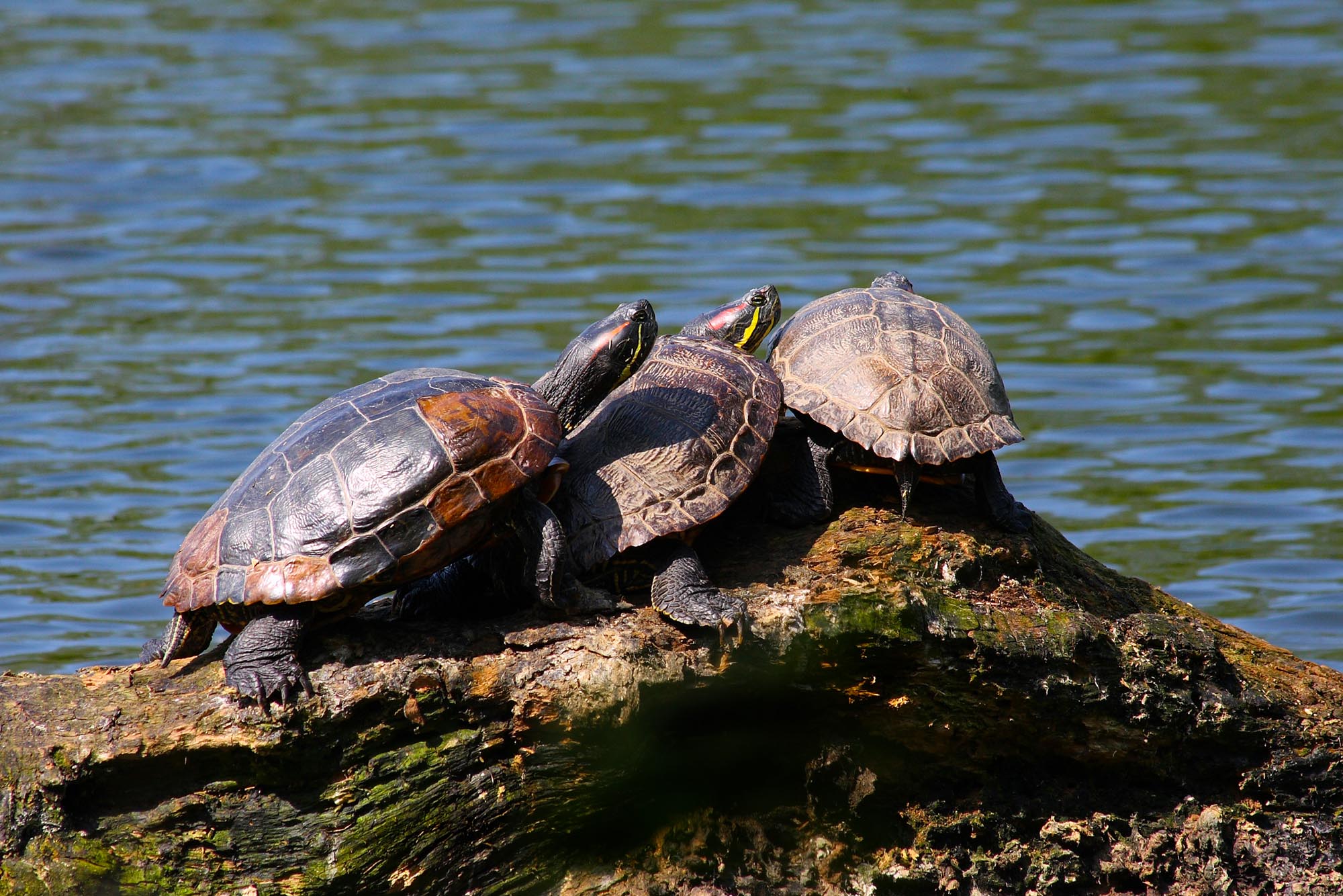 Ausgesetzte Rotwangenschildkröten