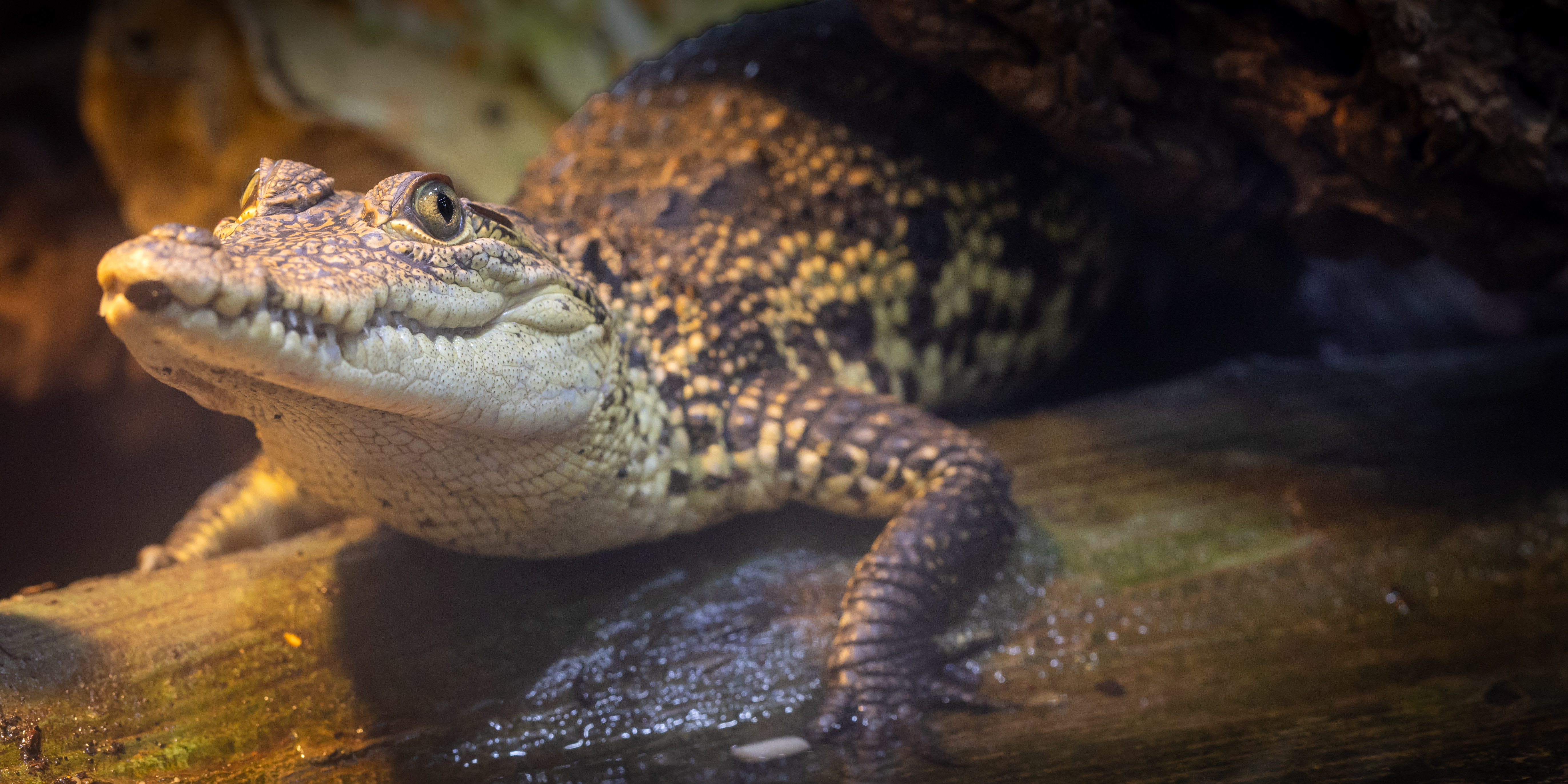 Stachelschwanzleguan im TerraZoo