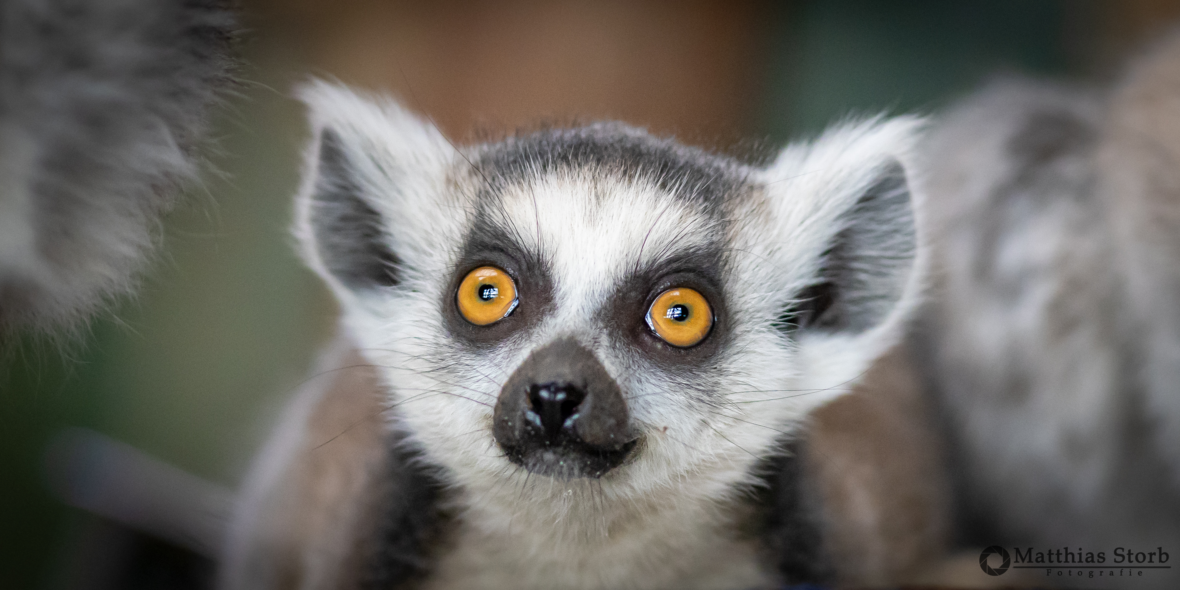 Termine der Veranstaltungen im TerraZoo. Tierpflegertage Osterrally Fotonacht usw.