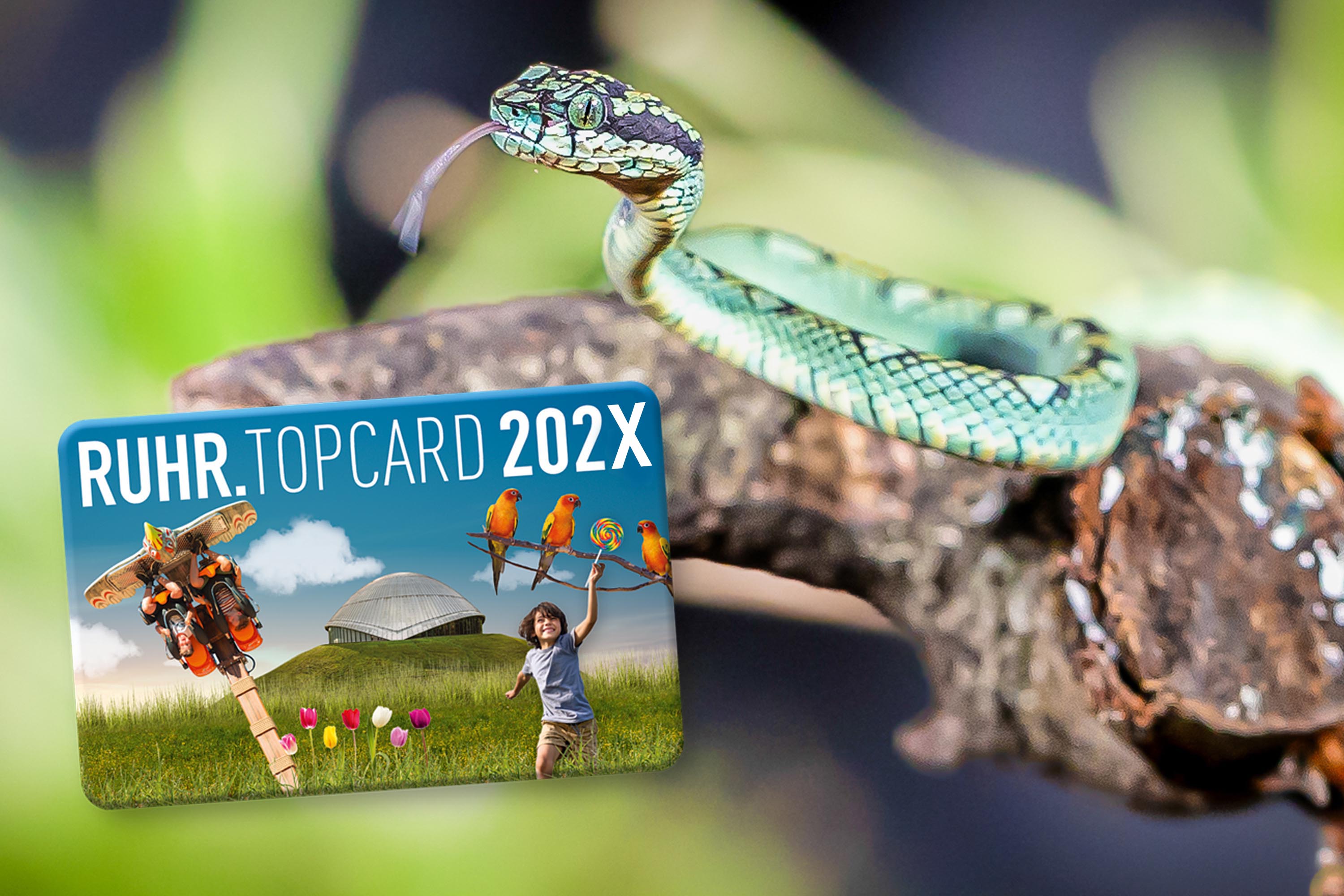 Ruhrtopcard und Gekko