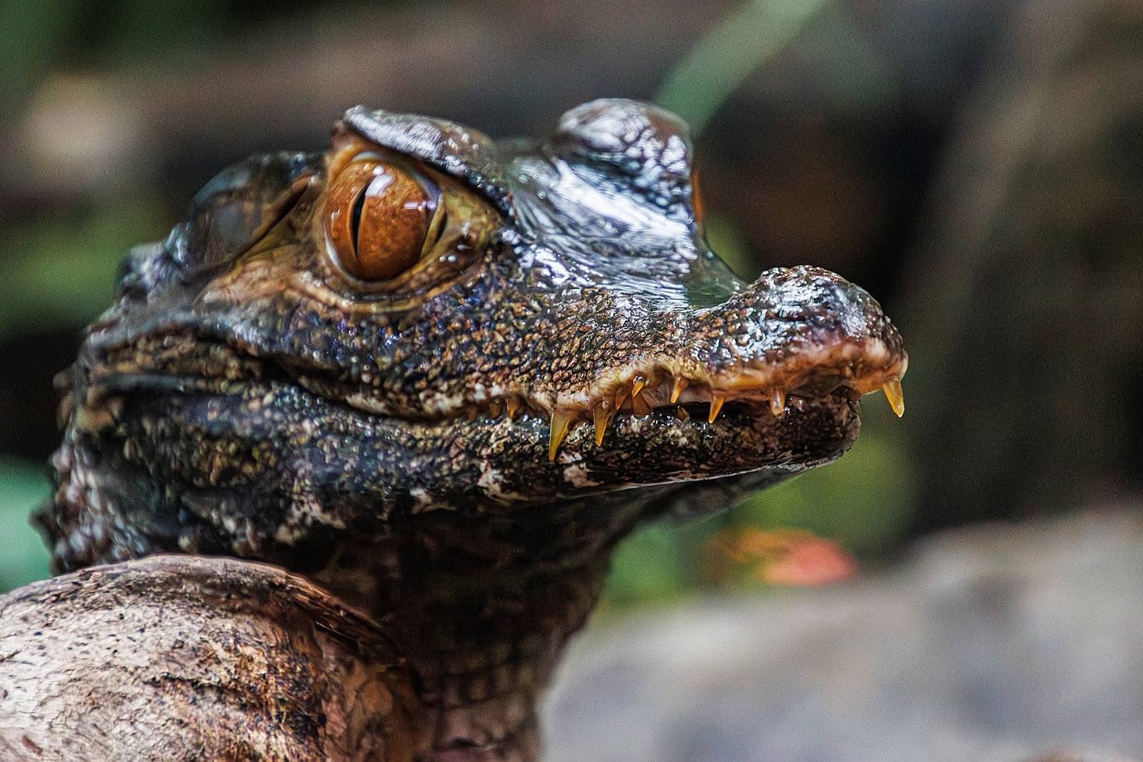 Crocodilenight
